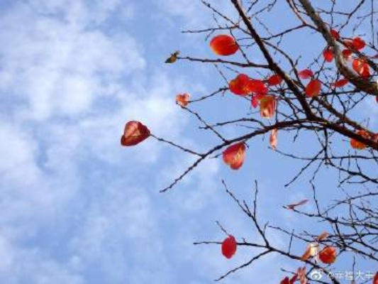 郸城天气,四季分明,人间烟火 郸城天气,四季分明,人间烟火