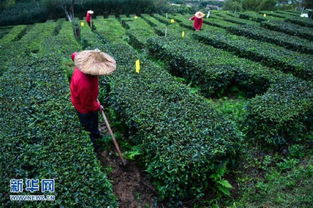 安溪县天气预报，品茶时节，天意如何？